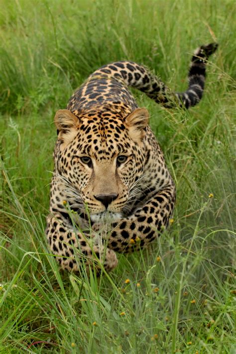 File:Charging Leopard-001.JPG - Wikimedia Commons