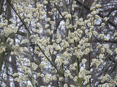 Free Images : tree, branch, blossom, flower, bloom, frost, food, spring