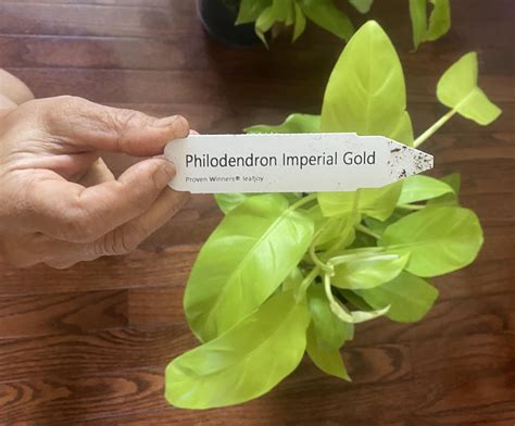 is this a golden goddess? : r/philodendron