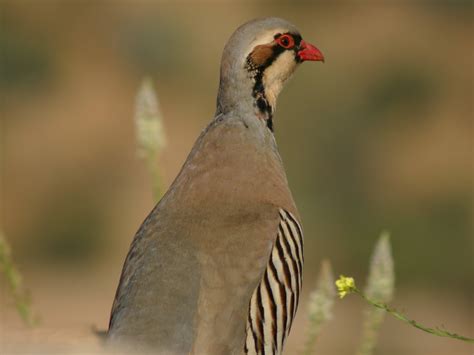 Chukar Hunting - The 180 Ranch