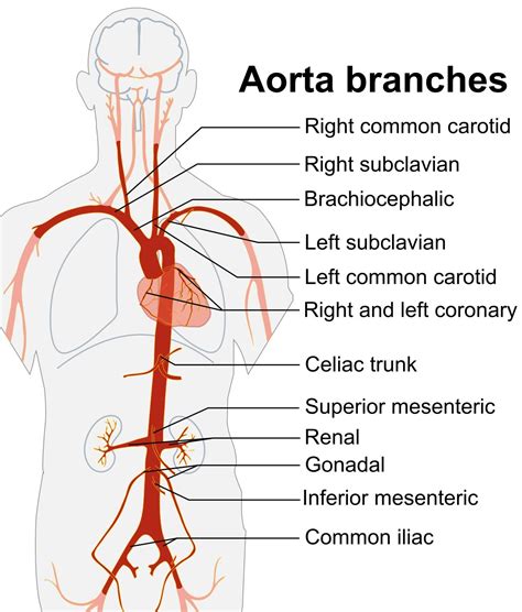 Abdominal Aortic Aneurysm | Sonoguide