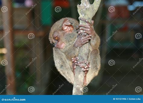 Philippine tarsier. stock photo. Image of wool, eyes - 93151996