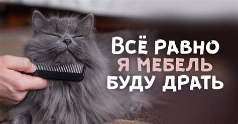 Кот в квартире