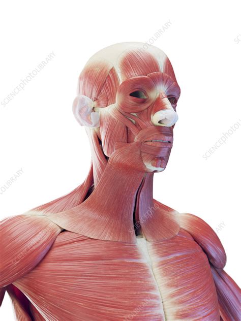 male upper torso illustration stock image  science