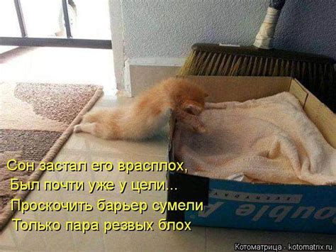 «Пушистые» шутки (50 фото)