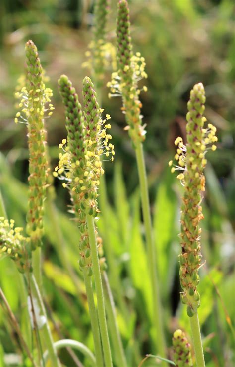 Plantago maritima. Sea Plantain. | Flora, Plantaginaceae