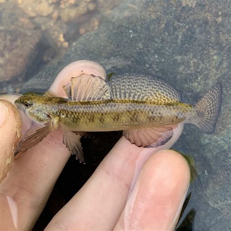 Spawning male Tessellated Darter caught in an urban creek the other day