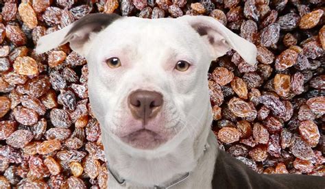 Are Raisins Ok For Dogs