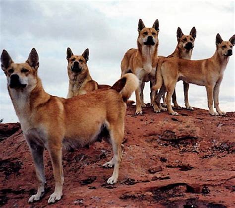 carolina dog  canadian pointer breed comparison