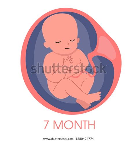 embryo womb seventh month fetal development stock vector royalty