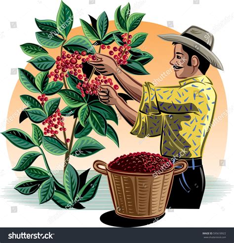 Hombre recogiendo café en una plantación.: vector de stock (libre de