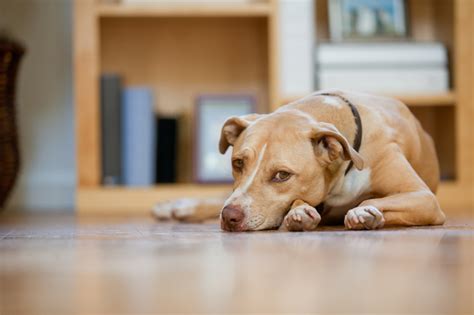 Lymphoma in Dogs: Symptoms and Treatments - Creekside Pet Care