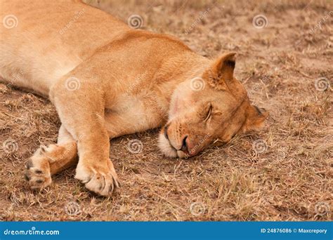 A Sleeping Lion Cub In The Shadow Of A Tree Royalty-Free Stock Image ...