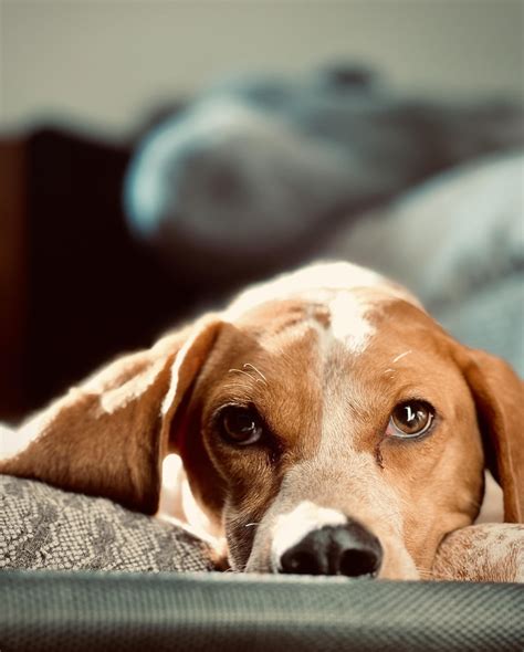 This is Queen, my adorable Red-tick Coonhound : r/coonhounds