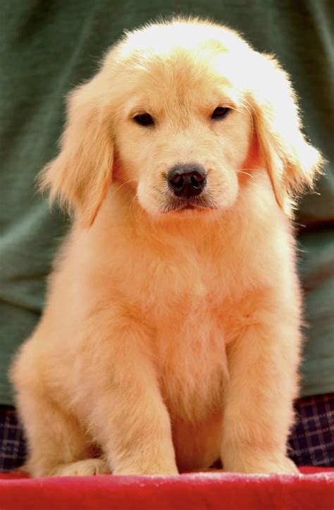 Golden Retriever Puppies for Sale in Delhi, India {Reserve Now}