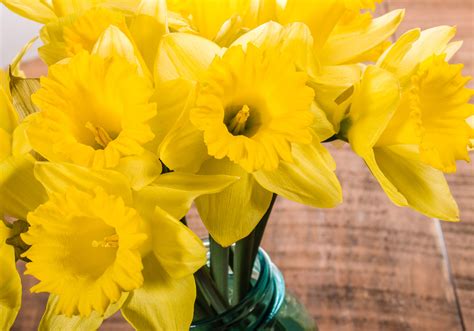 Daffodils: Troubleshooting - FloraLife