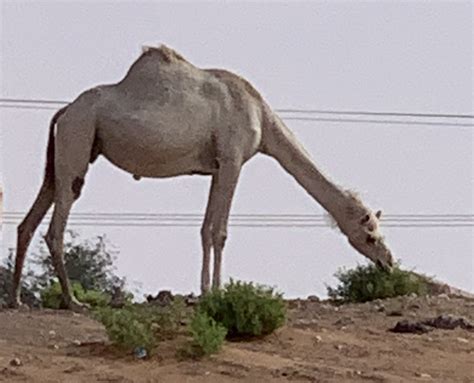 Why Bactrian Camel has two Humps and Arabian has one? - ARKBIODIV.COM