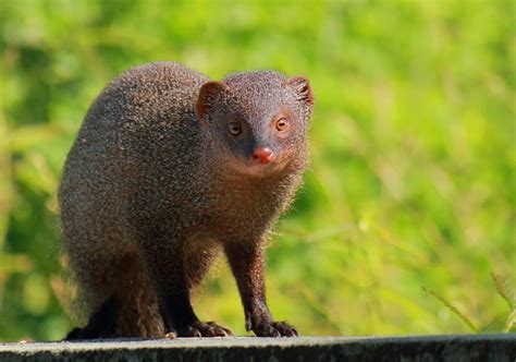 Если вы решили завести дома мангуста — Save Animals | Спасите Животных