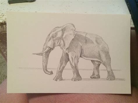 Elephant Drawing by Jaclyn DeSanti