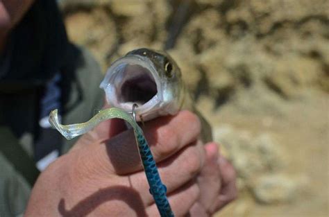 La pesca a light rockfishing : le prede del sottocosta