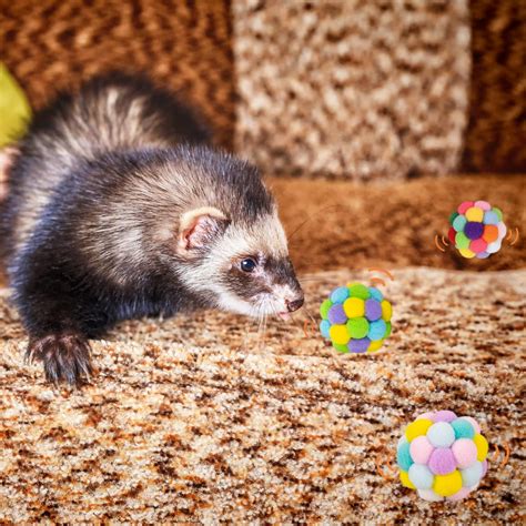 The Best Ferret Toys to Keep Your Pet Entertained