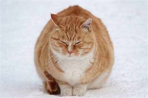 Snow Cat Winter - Free photo on Pixabay - Pixabay