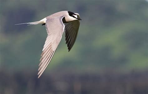 Aleutian Tern – birdfinding.info