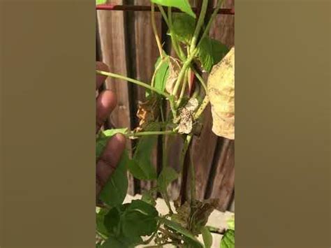 beans  attacked  pest   dying    thriving