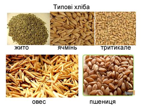 Класифікація сільськогосподарських культур. Агротехнічні основи ...