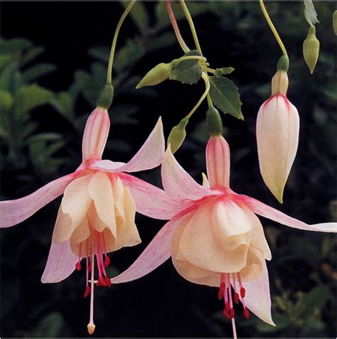 6 Bush Fuchsia Annabell Plug/Starter Plants - Flowers All Summer. Easy