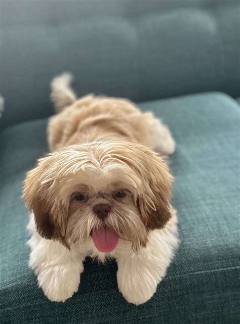 Gorgeous Shih-Tzu Puppy