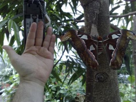 World’s Largest Butterfly (12 photos) | KLYKER.COM