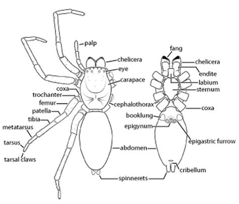 spider anatomy spiders biology  biodiversity