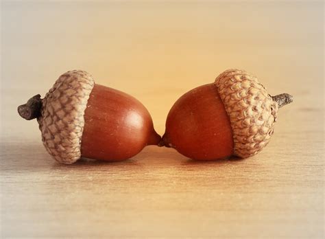 types  acorns