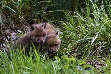 BABY REDFOX photo et image | animaux, animaux sauvages, fotos Images ...
