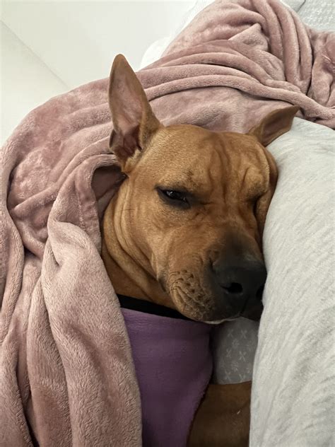 American Staffy - Caloundra - PetsForHomes