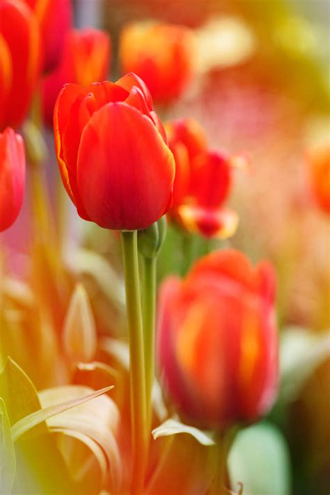 Download Orange Tulip Flower Android Wallpaper | Wallpapers.com