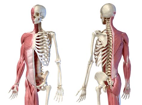 What Are Musculoskeletal Disorders & How to Treat Them? | Broadview Clinic