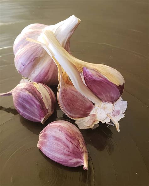 SEED GARLIC | Garlic Gods