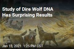 Study of Dire Wolf DNA Has Surprising Results