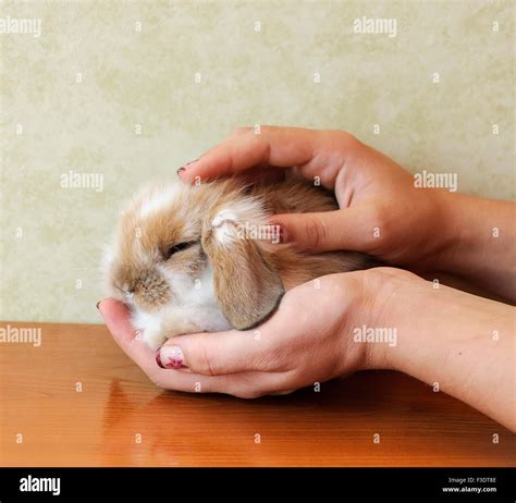 cute lop eared baby rabbit stock photo alamy