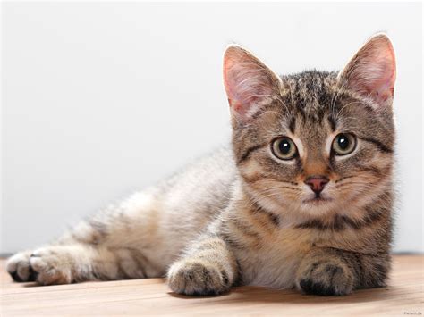 Cat | Facts and Photos-Images | The Wildlife