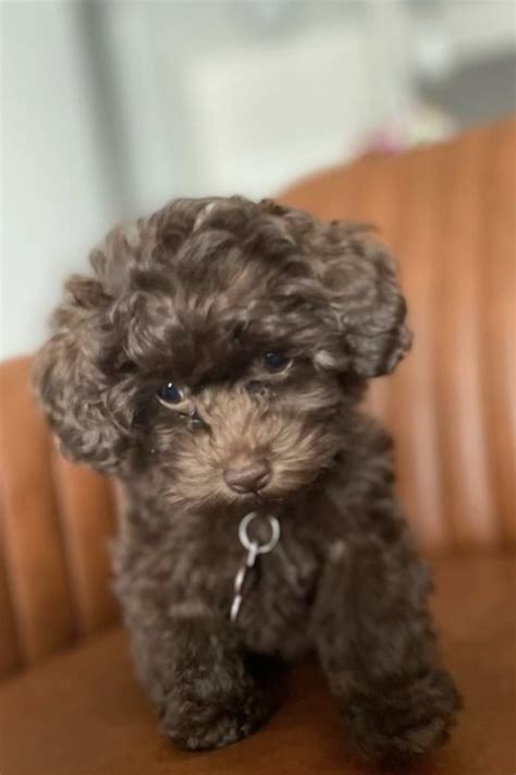 Chocolate Maltipoo Full Grown