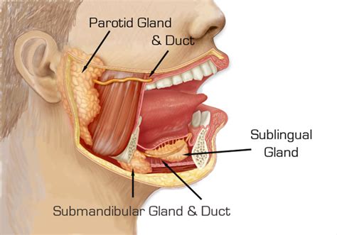 Parotid Gland Anatomy