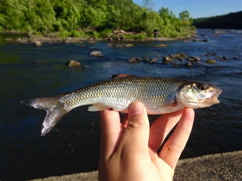 Species profiles | www.roughfish.com