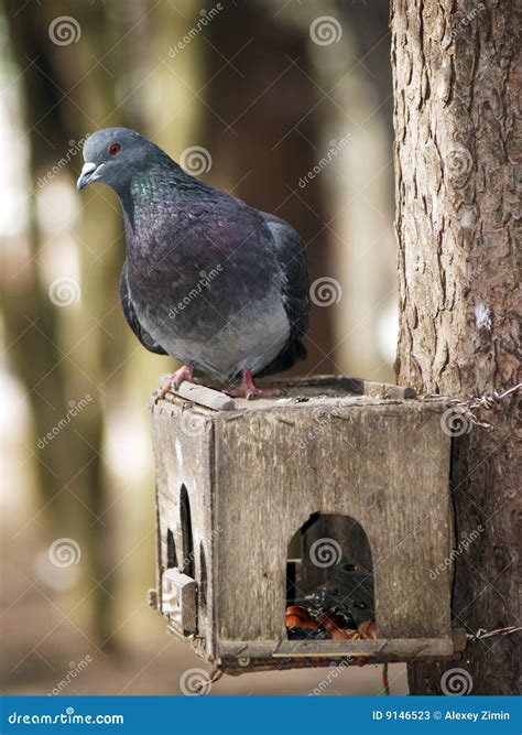 Pigeon on nesting box stock image. Image of habitat, columbidae - 9146523