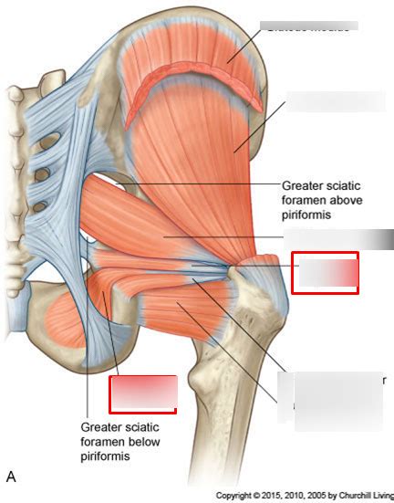 Diagram of gluteal muscles O& I with diagram | Quizlet