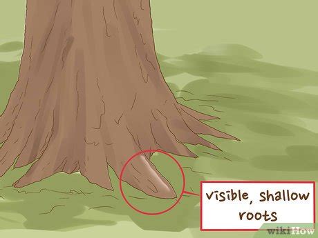 3 Ways to Identify an Elm Tree - wikiHow