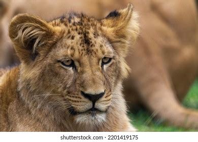 Katanga Lion: Over 430 Royalty-Free Licensable Stock Photos | Shutterstock