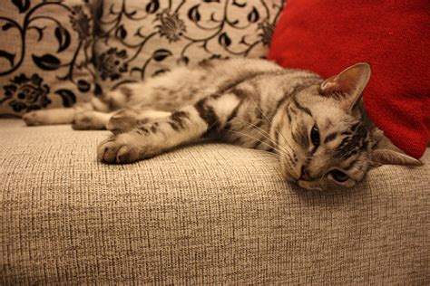 images animal kitten sofa nap pets whiskers lazy
